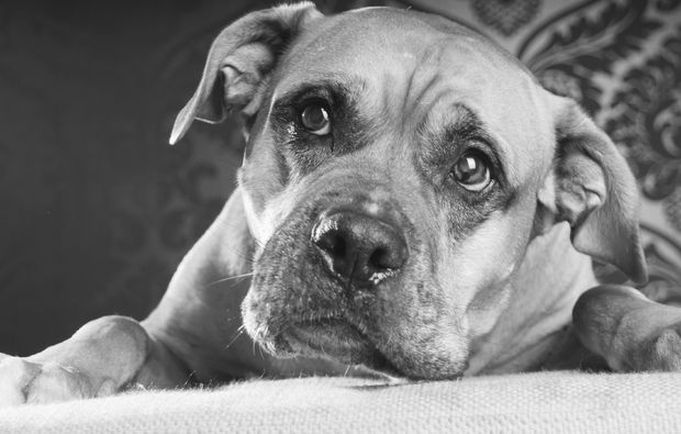 animalisches-fotoshooting-magdeburg-hund