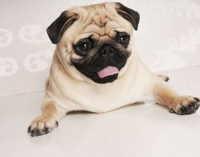 Tier Fotoshooting