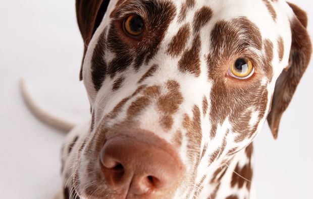animalisches-fotoshooting-magdeburg-punkte