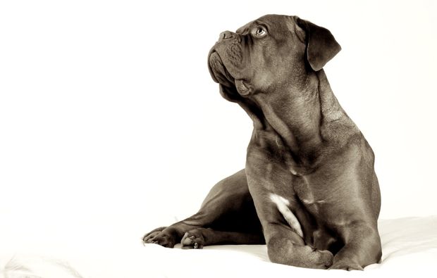 animalisches-fotoshooting-magdeburg-rasse