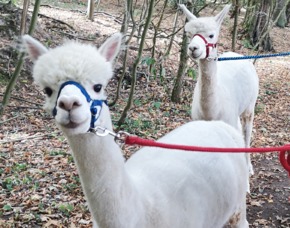Lama- & Alpakawanderung Querfu...