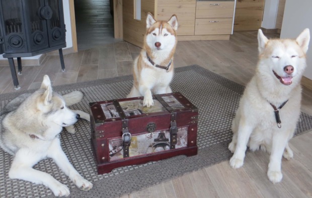 schlittenhunde-workshop-kulz-huskies