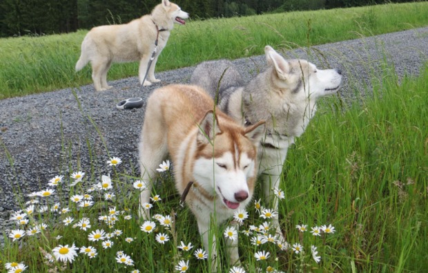 schlittenhunde-workshop-kulz-husky