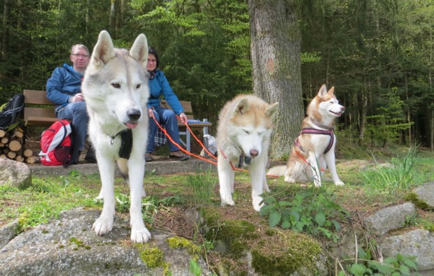 schlittenhunde-workshop-kulz-outdoor