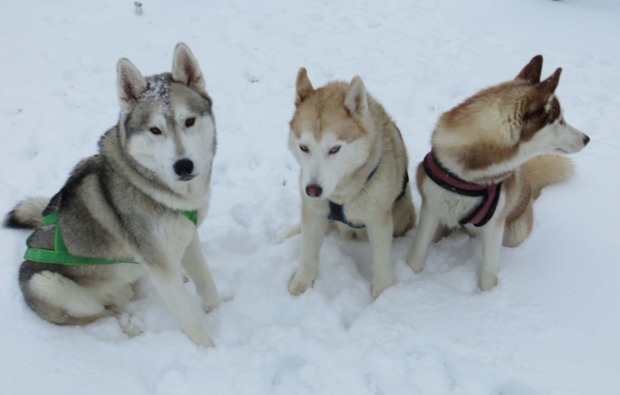 schlittenhunde-workshop-kulz-schnee