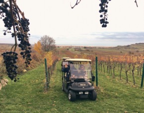 Golf Car Genusstour durch Weingärten 1 Person im Golf Car mit Verkostung & Fahrt entlang der Weingärten