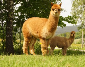 Lama- & Alpakawanderung