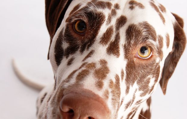 animalisches-fotoshooting-hamburg-augen1488530879