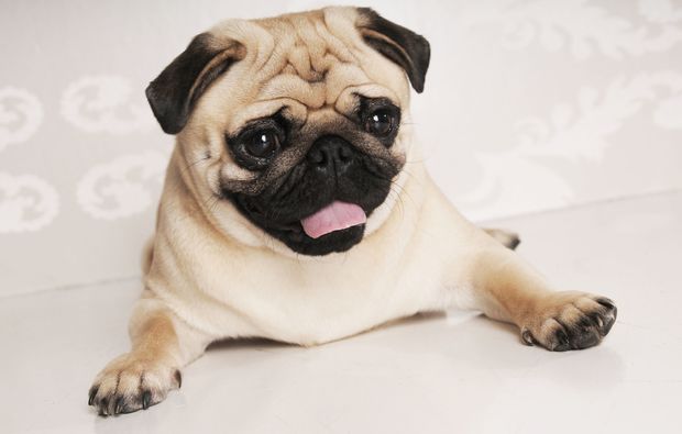 animalisches-fotoshooting-hamburg-fotoshooting