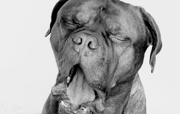 animalisches-fotoshooting-hamburg-schnauze