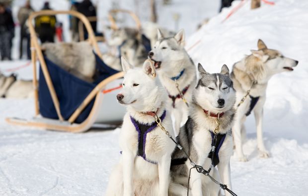 schlittenfahrt-hunde-oedwang