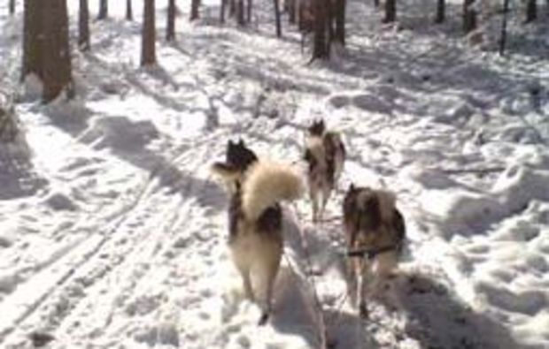 schlittenhundefahrt-oedwang-strecke