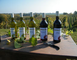Weinseminar