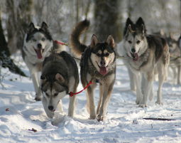 Schlittenhundefahrt