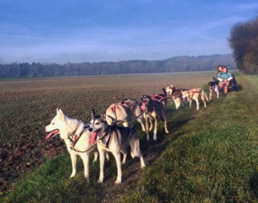 Schlittenhunde-Workshop