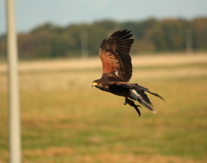 Falkner fr einen Tag