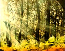 Sonnenwald-bob-ross-deggend