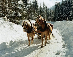 Pferdeschlittenfahrt Wildalpen - Romantische Kutschfahrten genießen