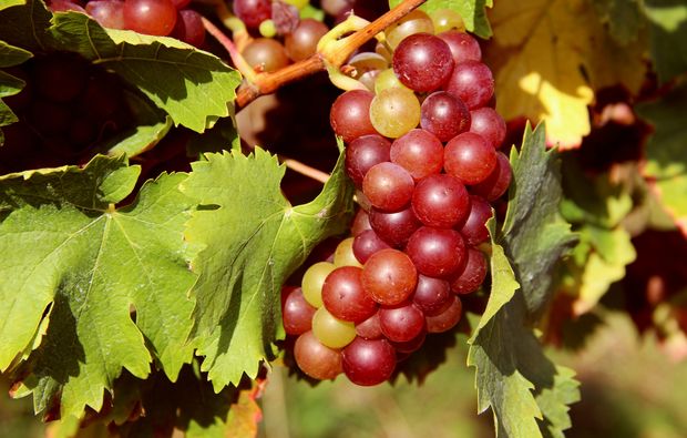 weinverkostung-guldental-obst