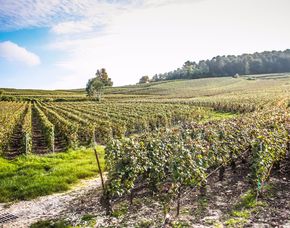 Weinbergwanderung