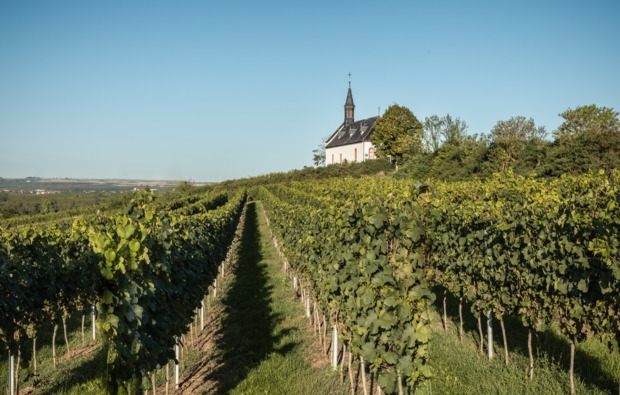 weinbergwanderung-lorch-bg5