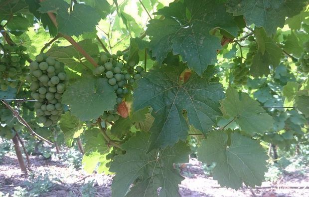 weinbergwanderung-ediger-eller-trauben