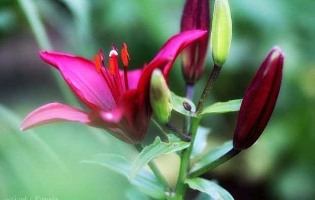 fotokurs-karlsruhe-flower