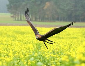 Adler Erlebnis In Wunsiedel Als Geschenkidee Mydays