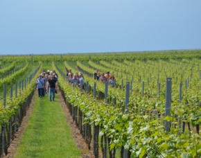 Weinbergwanderung