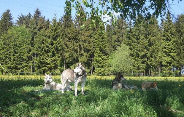 husky-trekking-moedingen-huskies