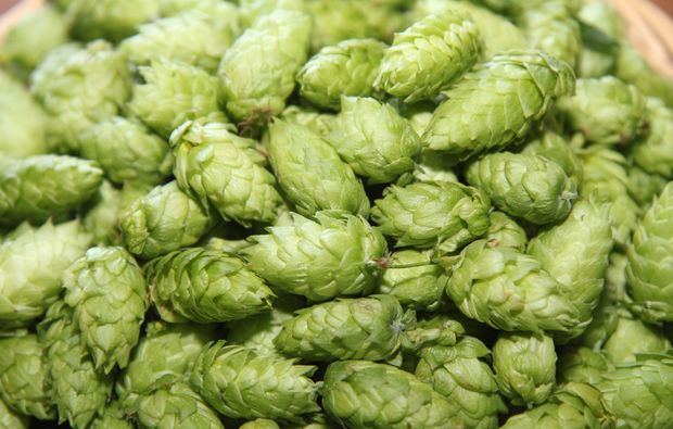 braukurs-vils-bier-herstellen