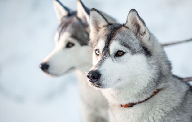 schlittenhunde-workshop-huskies-oedwang