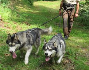 Husky-Trekking