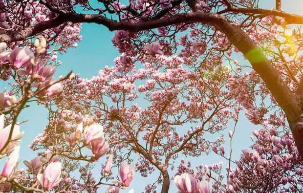 fototour-stuttgart-magnolienbaum