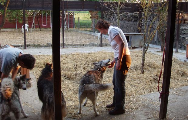 schlittenhundefahrt-markt-bibart-love