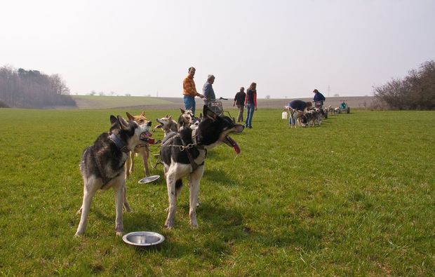 schlittenhundefahrt-markt-bibart-sommer