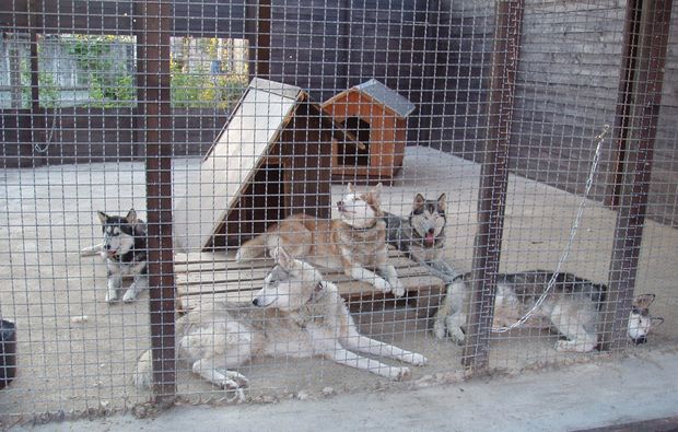 schlittenhundefahrt-markt-bibart-tiere