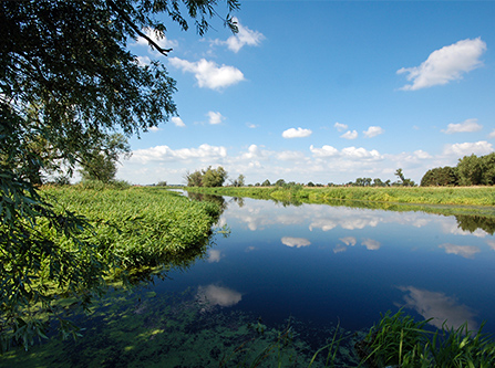 Havel Ufer im Sommer