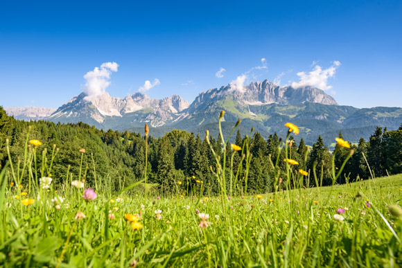 Wiese und Berge in Kitzbühel im Sommer