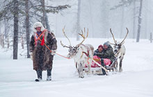Rentierschlittenfahrt Abborrträsk