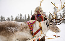 Rentierschlittenfahrt Arvidsujaur
