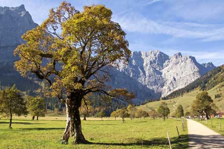 Großer Ahornboden in Karwandel