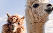 Lama & Alpaka