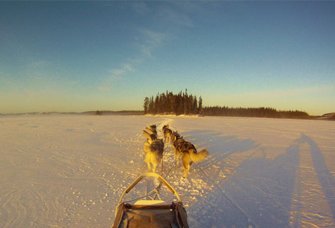 DAS LEBEN IM HUSKY-RUDEL – MIT DEM HUNDESCHLITTEN DURCH DIE SCHWEDISCHE WINTERLANDSCHAFT