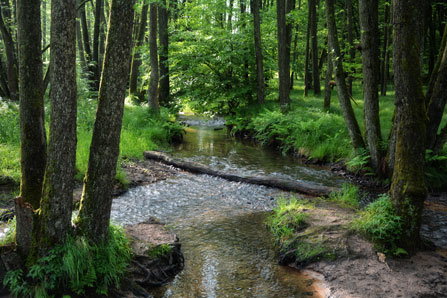 Wald im Spessart